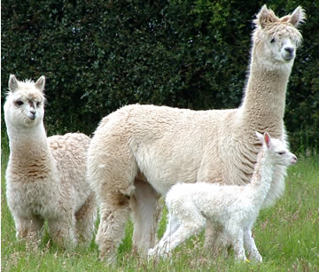 Three white Alpacas