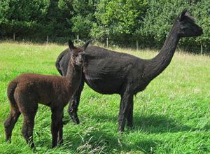 Nivetta & cria