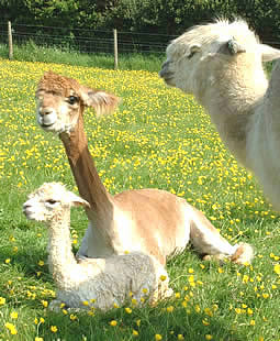 Alpaca cria take in the sun