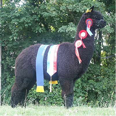 Discovery - Top Black Alpaca Stud