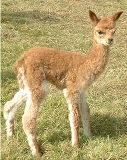 Our alpaca cria finds her feet