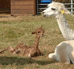 New born alpaca cria
   and a proud mum