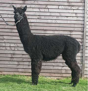 Discovery - Top Black Alpaca Stud