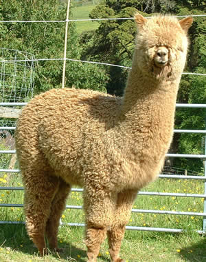 All about alpacas