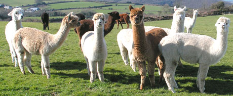 Alpaca Girls in their Field