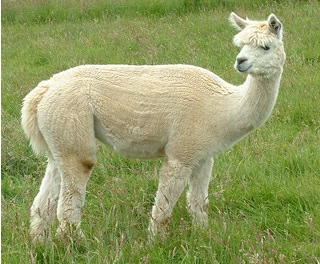 Isulte