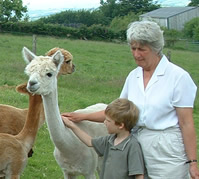 Jacquie with Alpacas