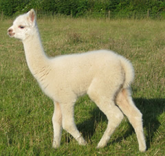 White alpaca cria