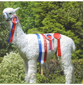 Mateus, our jointly owned alpaca
  stud male & supreme champion