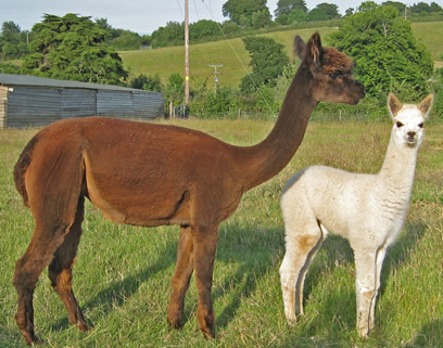 Nivetta & cria