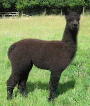 White alpaca cria