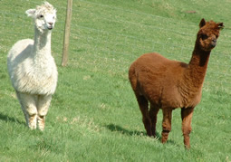 A pure white & tan alpacas