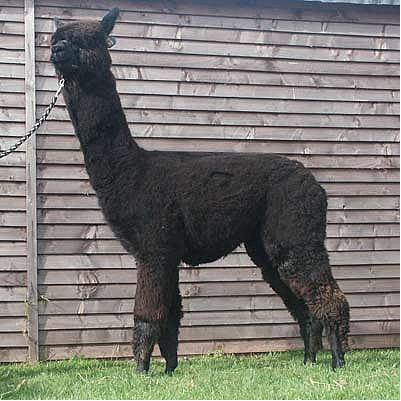 Discovery - Top Black Alpaca Stud