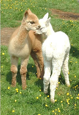 Our young alpacas waste no
  time with the dating game