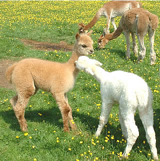 Our alpaca males do
 tend to play rough