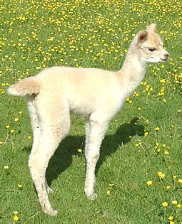 Young alpaca finds her feet