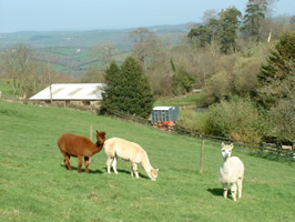 Alpacas grazing on Dartmoor