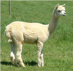 Light fawn alpaca