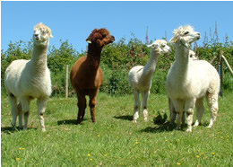 Our alpacas are always on the look out for food