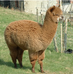 Dark fawn alpaca